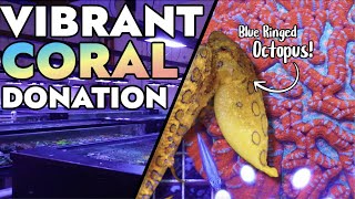 Vibrant Corals Has A VENOMOUS Blue Ringed Octopus  Donates Coral to the Reef Builders Studio [upl. by Abeh89]