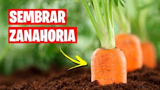 Como sembrar Zanahorias 🥕 Huerto Urbano  La Huerta de Ivan [upl. by Ennaxxor699]