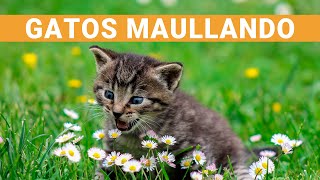 Sonido De GATOS Maullando Llama La Atención De Tu Gato [upl. by Macleod]