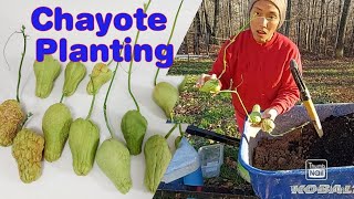 Chayote Starters  Practical tips to plant in 4season Climate  Repurposing [upl. by Squires]