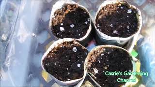 how to start watermelon seeds in Pennsylvania how to grow watermelon from seeds [upl. by Ennaear]