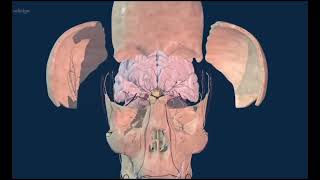 Brain Skull and Meninges [upl. by Etnelav981]