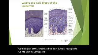 Integumentary System  Epidermis Dermis amp Hypodermis Lecture [upl. by Biondo]