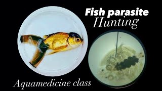 Class activity  HUNTING PARASITES IN FISHES  vetvlogs [upl. by Jerold]