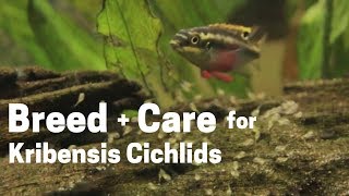 HOW TO BREED  CARE FOR KRIBENSIS CICHLIDS Easy and Simple [upl. by Stahl]