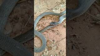 amazing snake attack its own tail । shorts snake birds [upl. by Akinom]