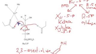 CHEM 407  Pentose Phosphate Pathway  Phosphopentose EpimeraseRibose5Phosphate Isomerase [upl. by Mueller]