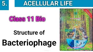 Structure of Viruses  Bacteriophage and TMV  class 11 [upl. by Rolfston]