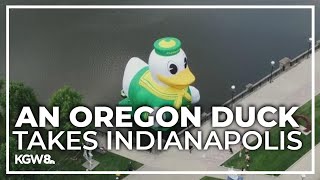 Giant Oregon Ducks inflatable pops up in Indianapolis at Big Ten media days [upl. by Treva538]