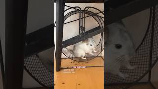 🎤 Vanilla Chinchilla 🎥 chinchillaparu IG shorts [upl. by Acinomaj]