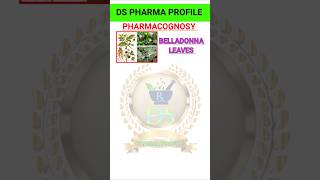 Belladonna Pharmacognosy crude drugs pharmacy pharmacognosy pharmacognosyvideos shorts [upl. by Anelet]