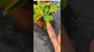 Carnivorous plant🪴😳 shorts shortsfeed [upl. by Hadias]