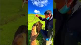 Cute Wild animal bobak marmot or prairie dog eating cookies yummy 69 [upl. by Stultz]