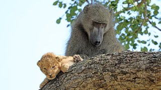 Baboon Adopts and Grooms Lion Cub  UNBELIEVABLE [upl. by Meelak]