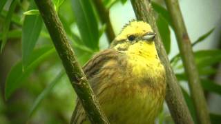 Trznadel Emberiza citrinella [upl. by Rheinlander812]