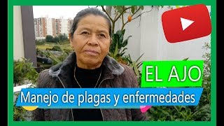 Insecticida casero para plantas con AJO  súper Efectivo [upl. by Noside]