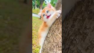 funny cat cute kittenish catlover kittenoftheday funny funnykitty [upl. by Mycah951]