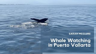 Whale Watching in Puerto Vallarta [upl. by Kati]