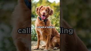 Nova Scotia Duck Tolling Retriever dogs retriever [upl. by Hayimas]