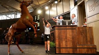 Annual Inglis Chairmans Sale saw extraordinary demand for horses [upl. by Alinna288]