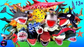 Sea Animals  Sharks Whales Fish Cephalopods Crustaceans Turtles Rays Reptiles 13 [upl. by Swor152]