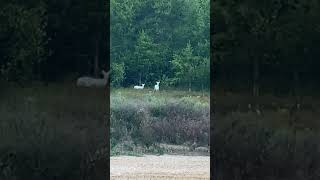 So many white deer [upl. by Hut]