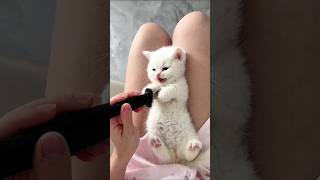 Very Special Trending Cat Comedy Video 2024 😂 Amazing Funny Video Episode Cook Well cat shorts [upl. by Aihsatal]