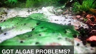 Got algae problems in your aquarium try this safe and simple solution [upl. by Lusty]