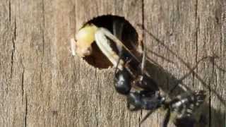 Camponotus vagus Fütterung Wüstenheuschrecke [upl. by Attesoj81]