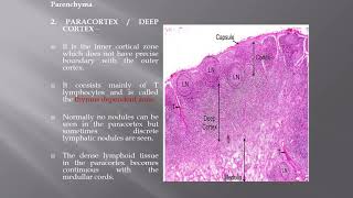 LYMPH NODE histology [upl. by Pfeifer]