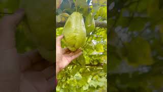 Chow Chow vegetable 🤗 Naturally grown ❤️shorts youtubeshorts subscribe [upl. by Inama]