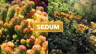 Hardy Sedum Stonecrop Succulents 101  Care Tips amp Unique Traits [upl. by Canice]