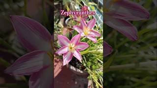 Zephyranthes rainlily o lirios de lluvia 🌷 shorts plantas jardin jardinería flor zephyranthes [upl. by Daniala517]