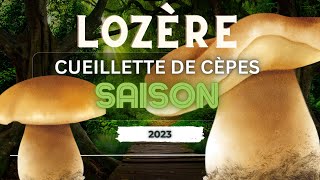 Cueillette Magique de Cèpes en Lozère 2023 🍄✨ [upl. by Airpac]