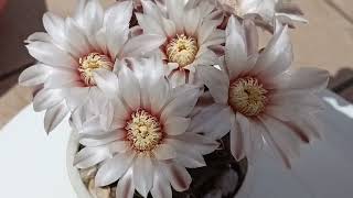 Кактус Гимнокалициум звёздчатый Gymnocalycium stellatum [upl. by Finegan]