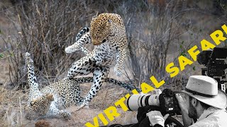 Aggressive Leopard Mating With A Twist Virtual Safari  241 [upl. by Ardnuaek999]