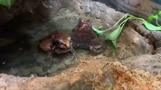 May 8  Smoky Jungle Frogs [upl. by Asital]