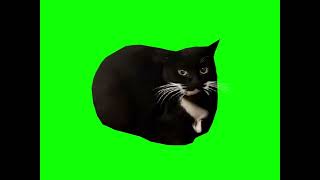 green screen cat  26  I’m didn’t count [upl. by Kcirdor]