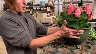 Propagating begonias and MORE [upl. by Ecinwahs]