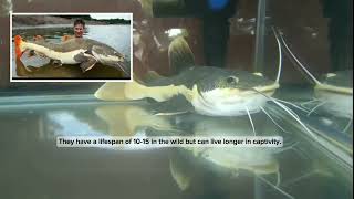 Redtail Catfish freshwateraquariumfish rivers monsterfishtank shortsvideo [upl. by Markos]