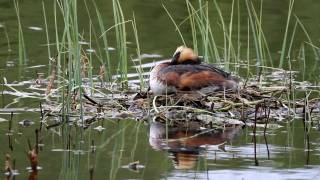 Slavonian Horned Grebe Podiceps auritus incubation shift [upl. by Sachs]