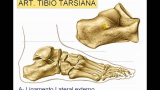 Articulación del tobillo [upl. by Mapel]