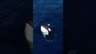 Exploring Orcas The Majestic Giants of the Ocean 4K Video HD [upl. by Aleik]