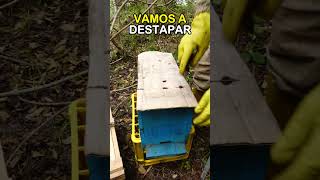 Secretos para Atraer Enjambres 🐝🧲 bees beekeeping honey [upl. by Comras755]