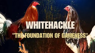 WHITEHACKLE GAMEFOWL BLOODLINE Fighting Style and History [upl. by Durwyn]