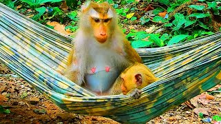 Pregnant monkey Libby hurt her belly when she ride on the swing with her baby Rainbow [upl. by Kablesh]