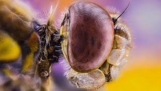 Focus Stacking with Zerene Stacker  Macro Tutorial [upl. by Edita946]