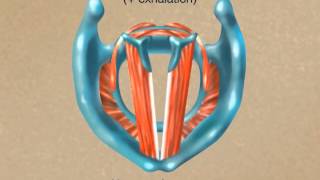 How the Larynx Produces Sound [upl. by Sells]