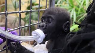 Baby Gorilla Jameela Update [upl. by Auoy224]