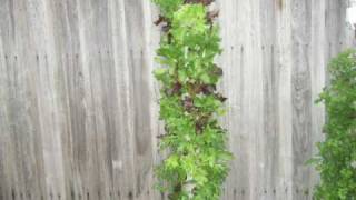 Vertical Garden Lettuce [upl. by Stoughton175]